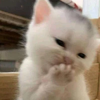 mèo