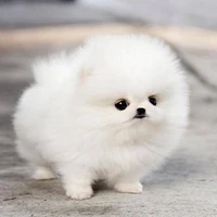 bơ