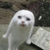 Cớk mèo😼