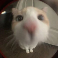 Nhu
