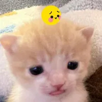 tac gia siêng lườiiiiii