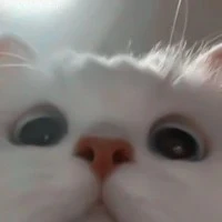 Tổng nam//tổng nữ