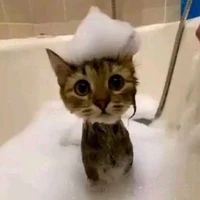 Y/n