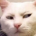 ng qua đừng cute