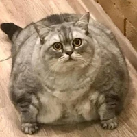heo
