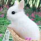 Thỏ (hệ thống 263 hệ thống của nhà U.N)