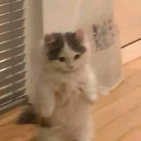 tác giả hiền lành