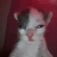 Mẹ y/n