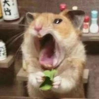 t/g hamster