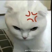 Y/N