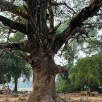 Nguyễn Hoài Thanh