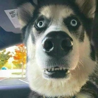 tao là chó siu dzai:)