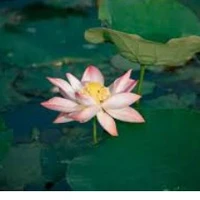 biệt đội dương,sen đen