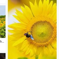 mấy con báo nhà Nam