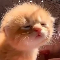 GĐ cô