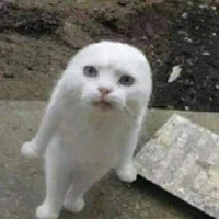 tác giả mồn điêu