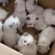 tác giả cuồng mèo