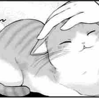 Mèo