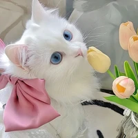 Nhỏ tác giả sà lơ