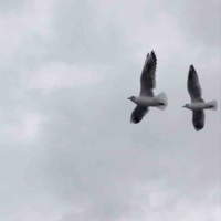 Đám đông