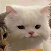 Lin