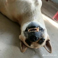 x-xin lỗi..hihi 🥰