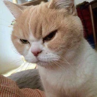 đệ mèo naruto