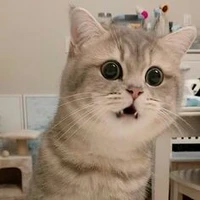 đệ mèo ác uchiha