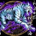 Bạch Hổ_ tiểu Bạch