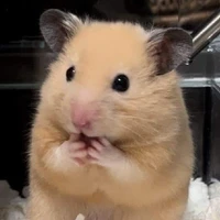 mít