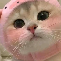 •|mèo nhỏ•|