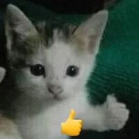 tác giả yêu đời