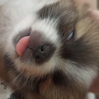 hệ thống zui zẻ (pet của t/g)