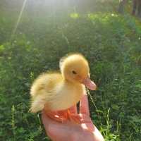 Thú cưng Chiki của ThVy