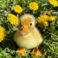 Thú cưng Chika của Ngân