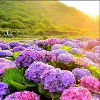 nhân vật bí ẩn