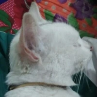 sawari_renyawa
