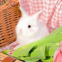 Tác Giả Bệnh Lười=))