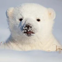 hệ thống ( tác giả)