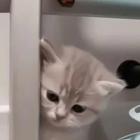 Tác giả bùn ngủ