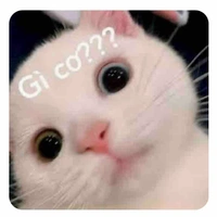 Y/n
