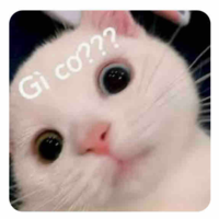 Y/n