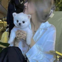 Kim y/n_cô