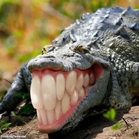 Tác giả :)))