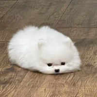 Con tác giả lười biếng :)
