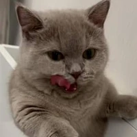 tác giả cutii nhứt trái đất