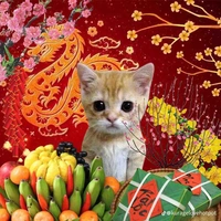 T/g yêu TF GIA TỘC 