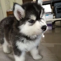 kumi