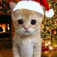 mèo ác quỷy😼