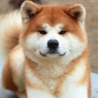 Pun ( Akita )